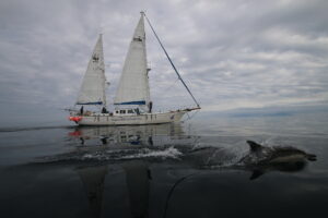 Sailing Scotland Dolphins